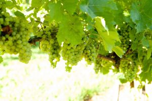 Wine grapes growing in Appalachian Vineyards