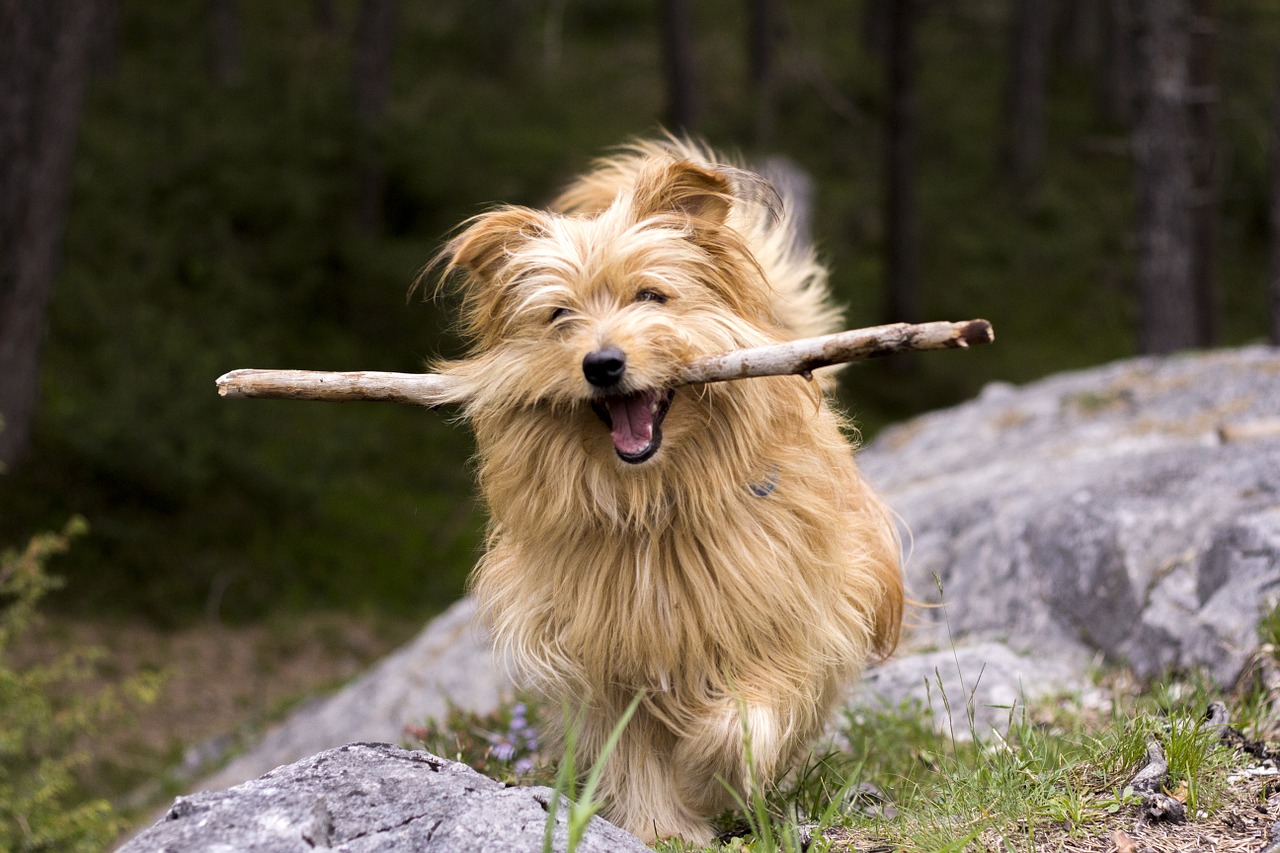 Happy dog on dog-friendly Appalachian hiking trails in the Appalachians