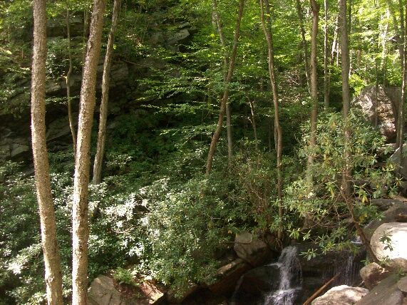 Bubbling creek in the forests of Lehigh Gorge State Park in the Appalachian Mountains near Jim Thorpe, Pennsylvania