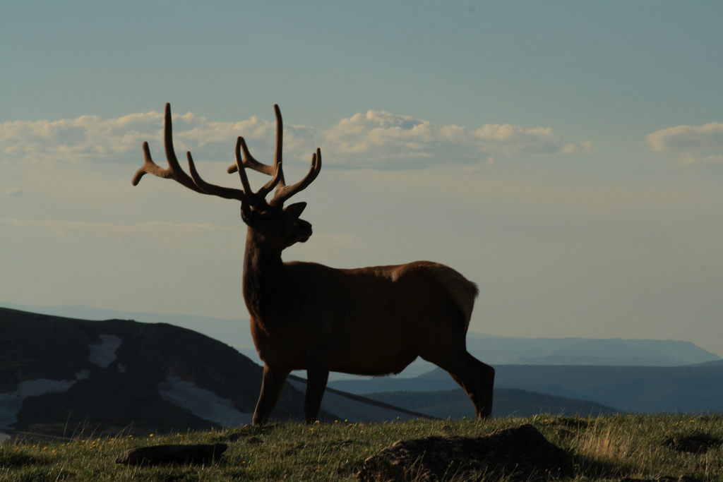 Majestic elk standing on the ridgeline in the Great Smoky Mountains