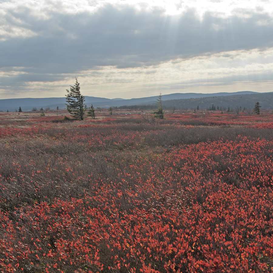 Fields of red flowers atop the Appalachian Mountains in the Dolly Sods Wilderness Area, West Virginia