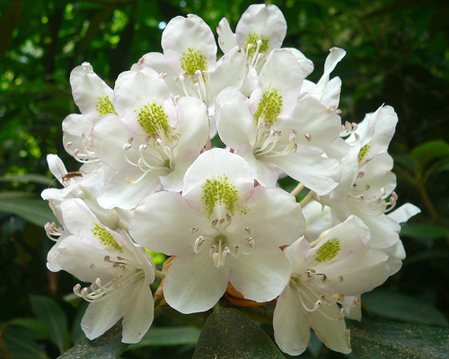 Rhododendron growing in West Virginia near the New River Gorge Bridge