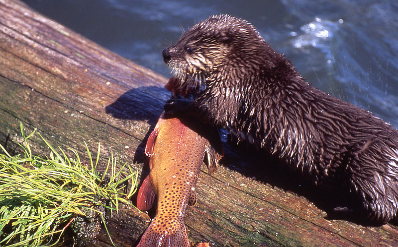 river otters eating trout