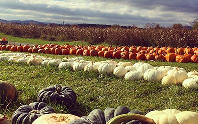 Appalachia Pumpkin Patches and Corn Mazes