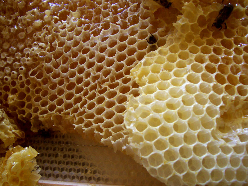 Hunt, Tallow and a Wick: The Appalachian Art of Candle Making Honey Comb
